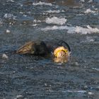 Kormoran mit Speiballen