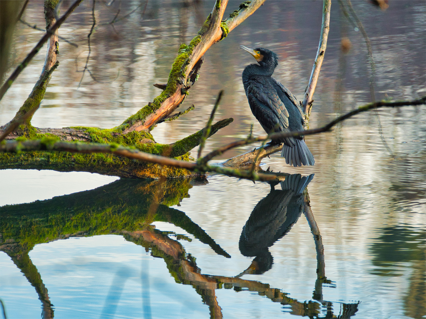 Kormoran mit Spiegelung im Wasser am Heider Bergsee