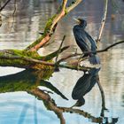 Kormoran mit Spiegelung im Wasser am Heider Bergsee