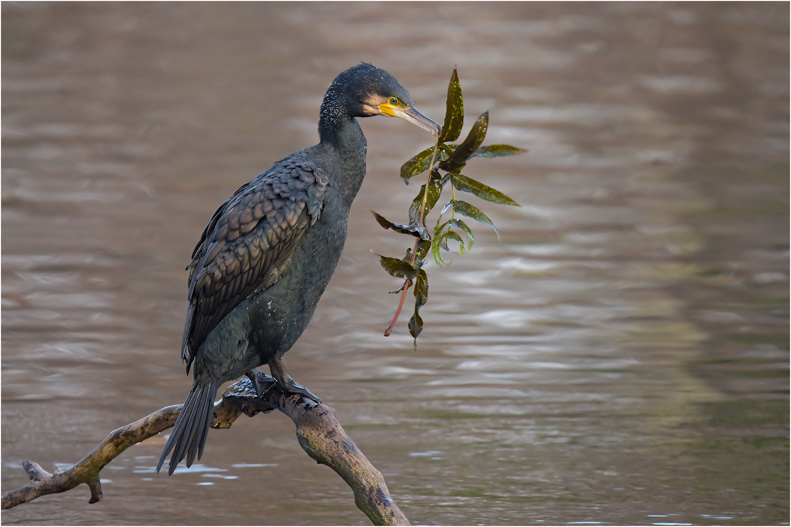 Kormoran mit Spielzeug