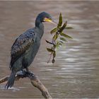 Kormoran mit Spielzeug