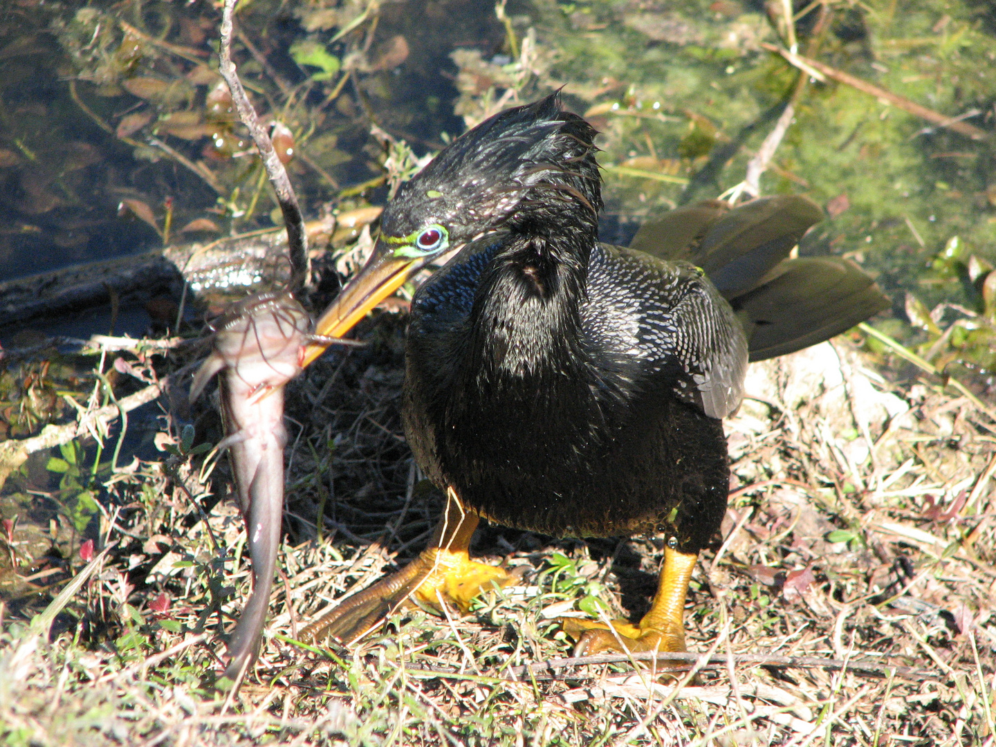 Kormoran mit Wels