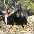 Kormoran mit Wels