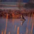 Kormoran morgens am Riet