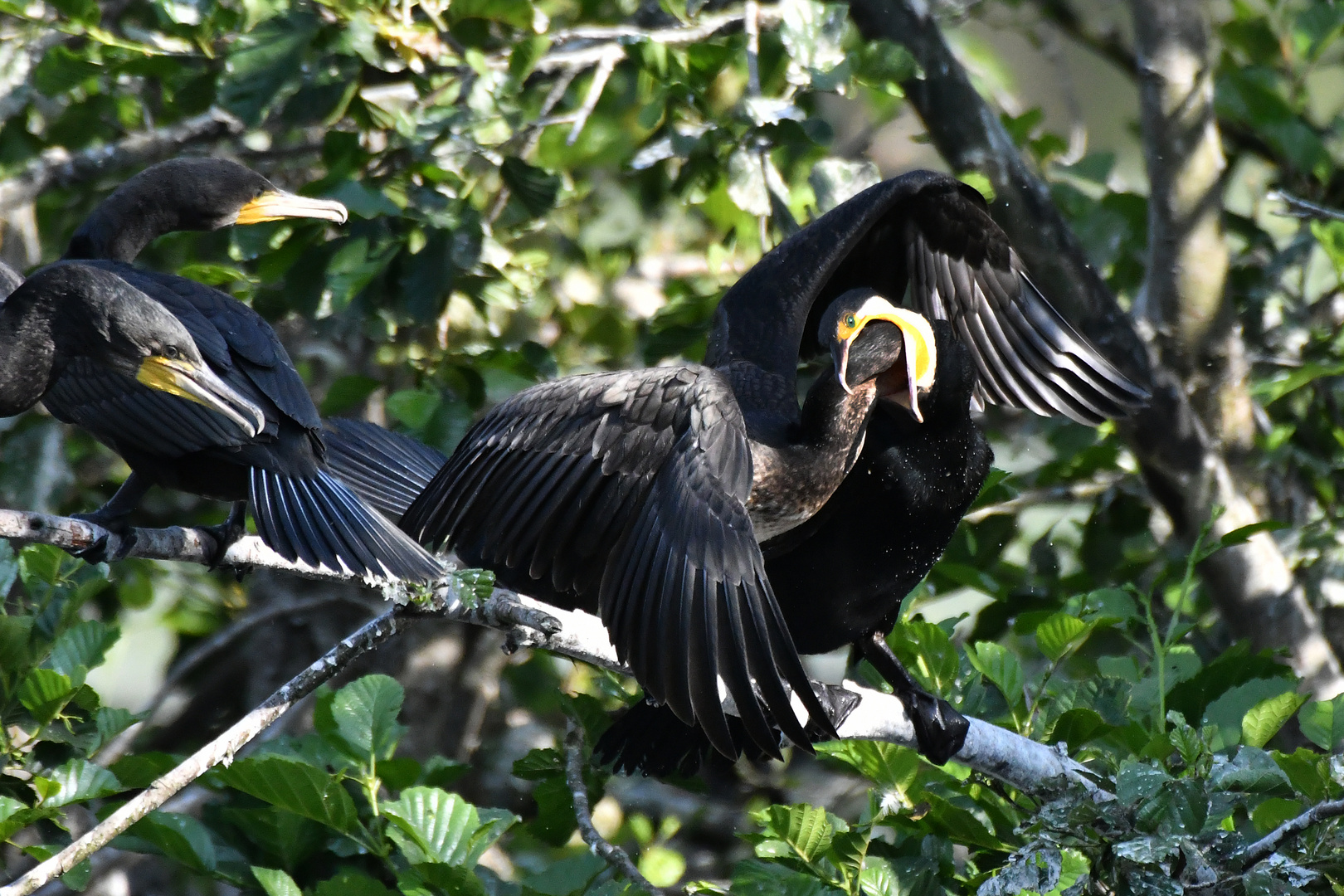 Kormoran-Mutter füttert das Jungtier. 