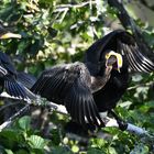 Kormoran-Mutter füttert das Jungtier. 