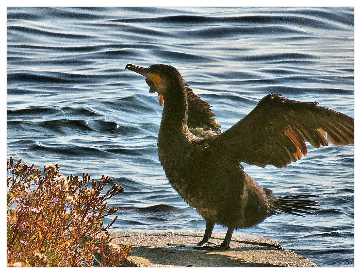 Kormoran nach dem Schwimmen