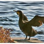 Kormoran nach dem Schwimmen