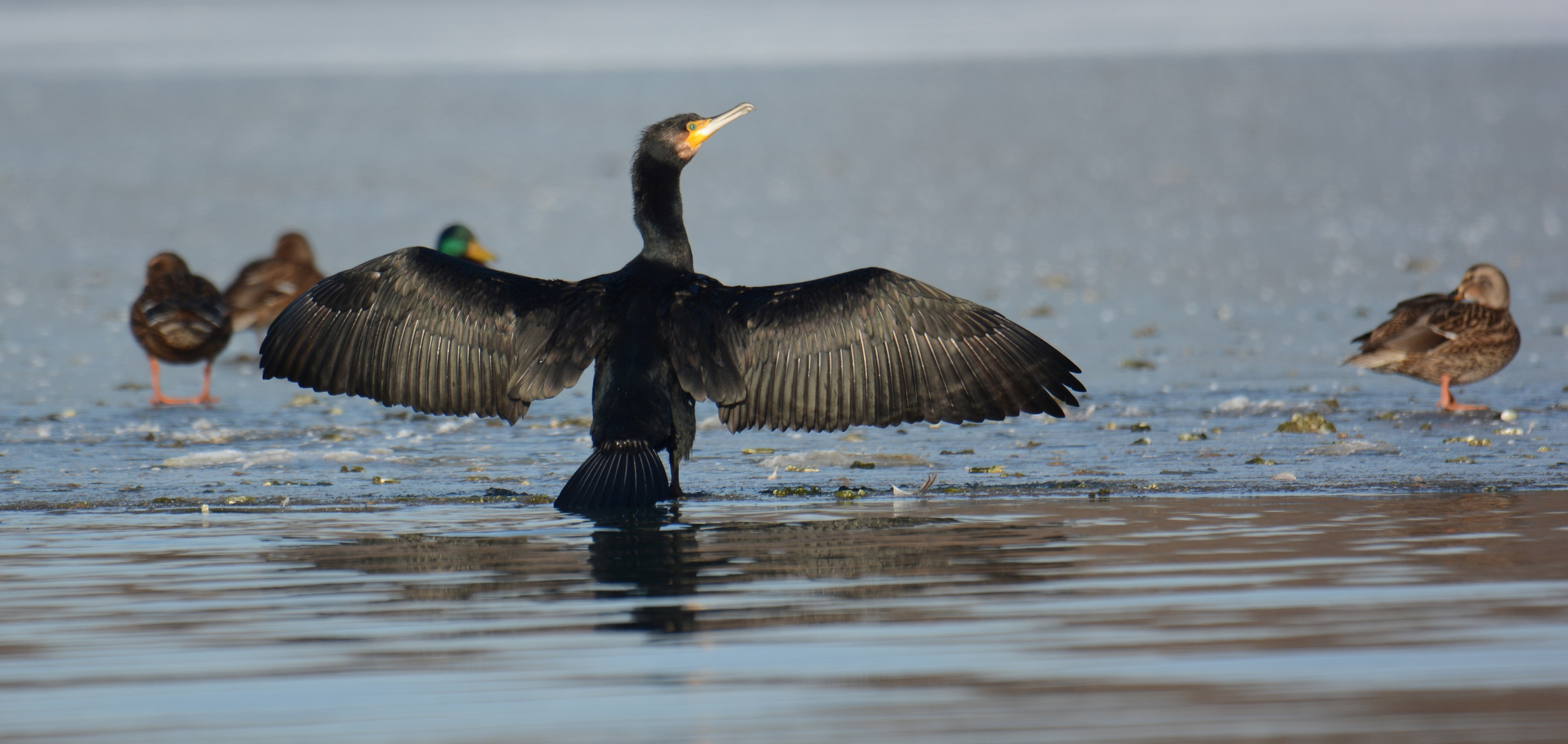 Kormoran nach dem Tauchgang