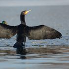 Kormoran nach dem Tauchgang