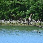 Kormoran nach der Landung