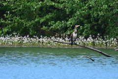 Kormoran nach der Landung