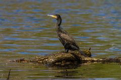 Kormoran nach der Mahlzeit