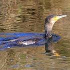 Kormoran nach erfolglosem Fischzug