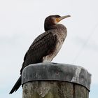 Kormoran Neuharlingersiel