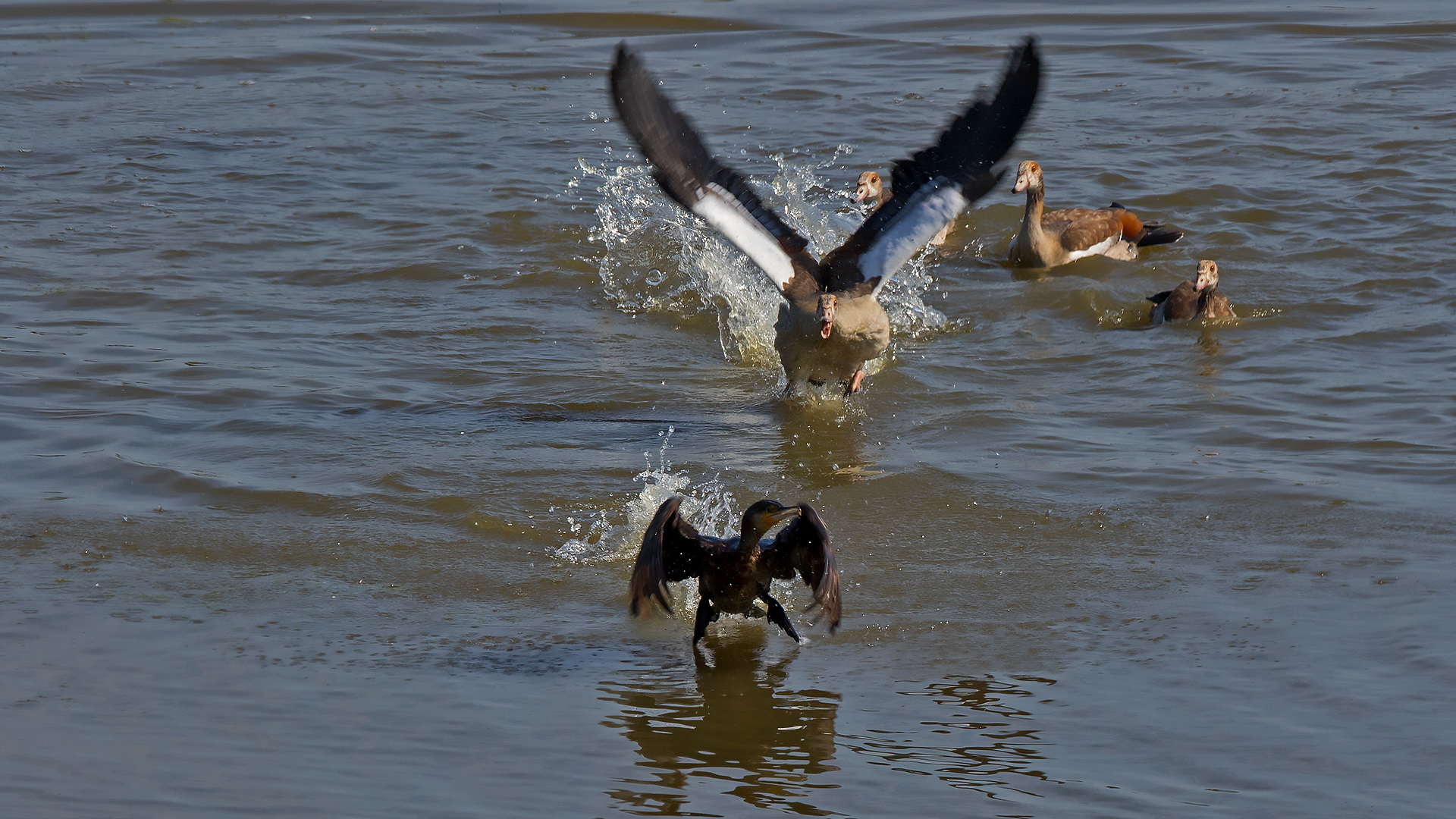 Kormoran Nilgänse 001