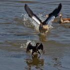 Kormoran Nilgänse 001