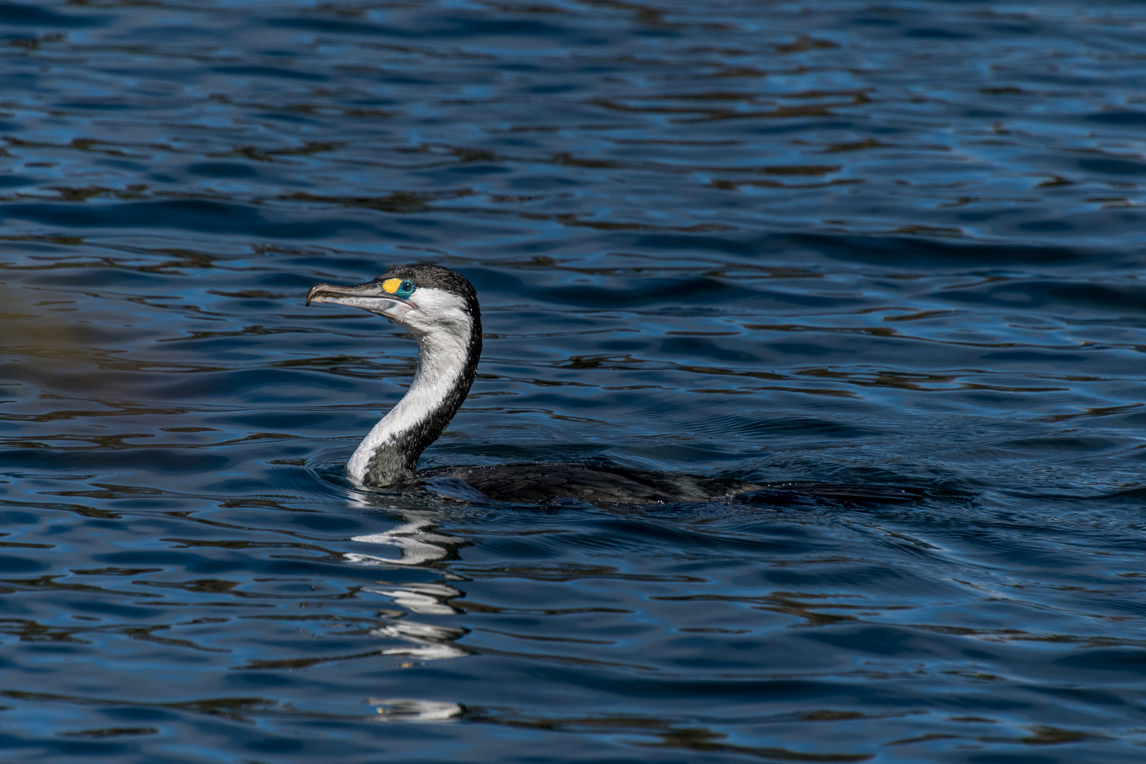 Kormoran Nordinsel Neuseeland