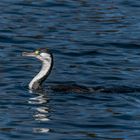 Kormoran Nordinsel Neuseeland