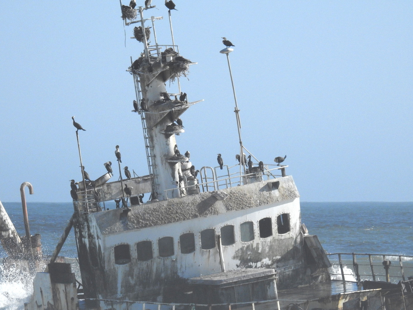 Kormoran nutzen einen gestrandeten Fischkutter als Brutplatz