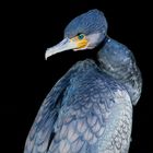 kormoran ohne schnabelüberstrahlung