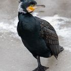 Kormoran on Ice