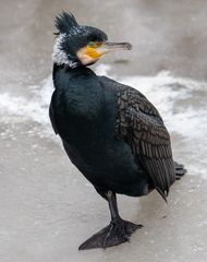 Kormoran on Ice