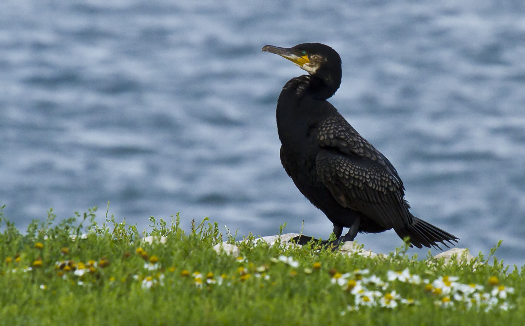 Kormoran on the rock