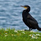 Kormoran on the rock