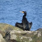 Kormoran Ostsee