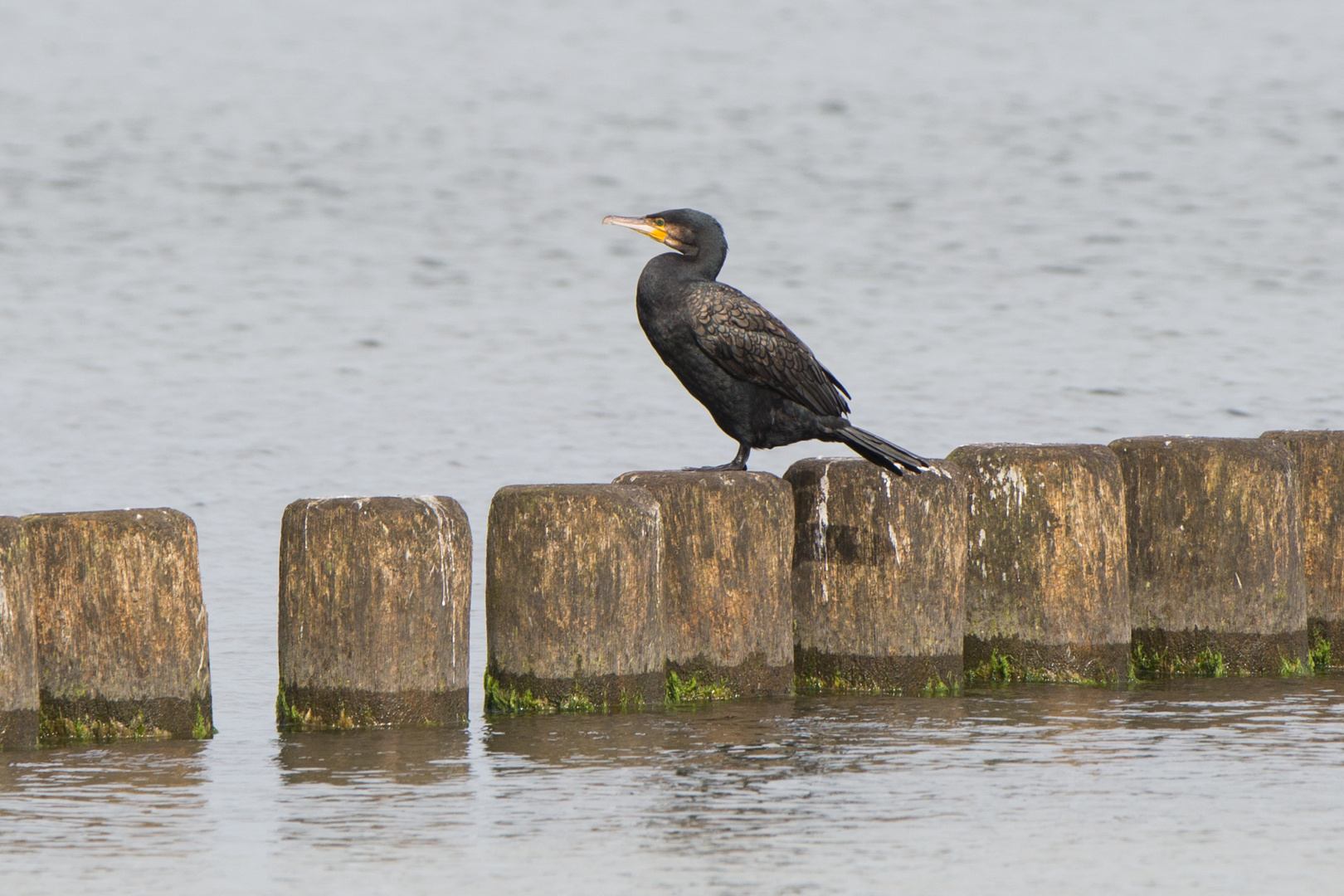 Kormoran, Ostsee -1603