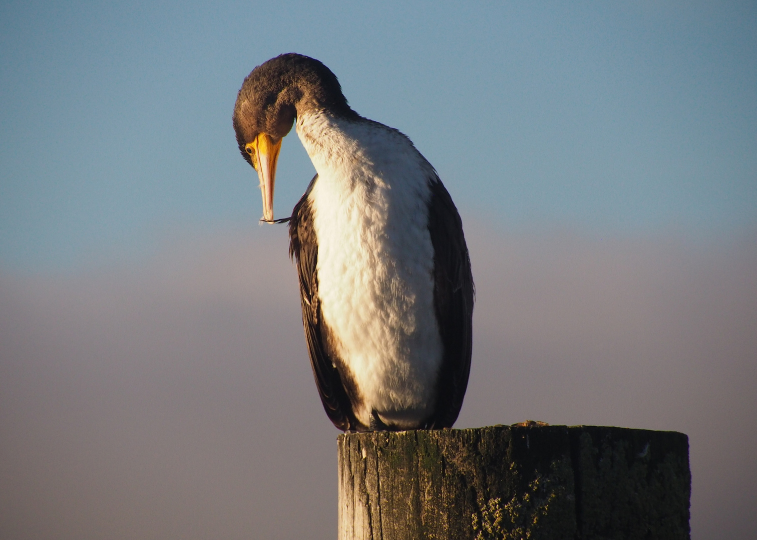 Kormoran pflegt sein Gefieder)))