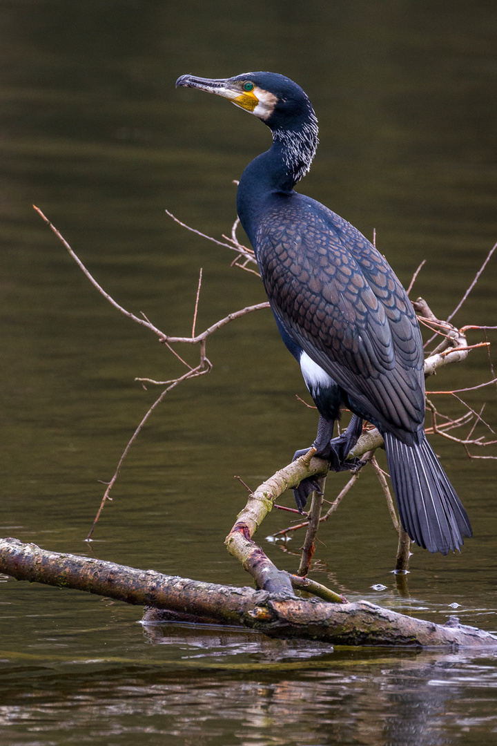 Kormoran (Phalacocrorax carbo)