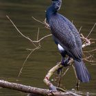 Kormoran (Phalacocrorax carbo)