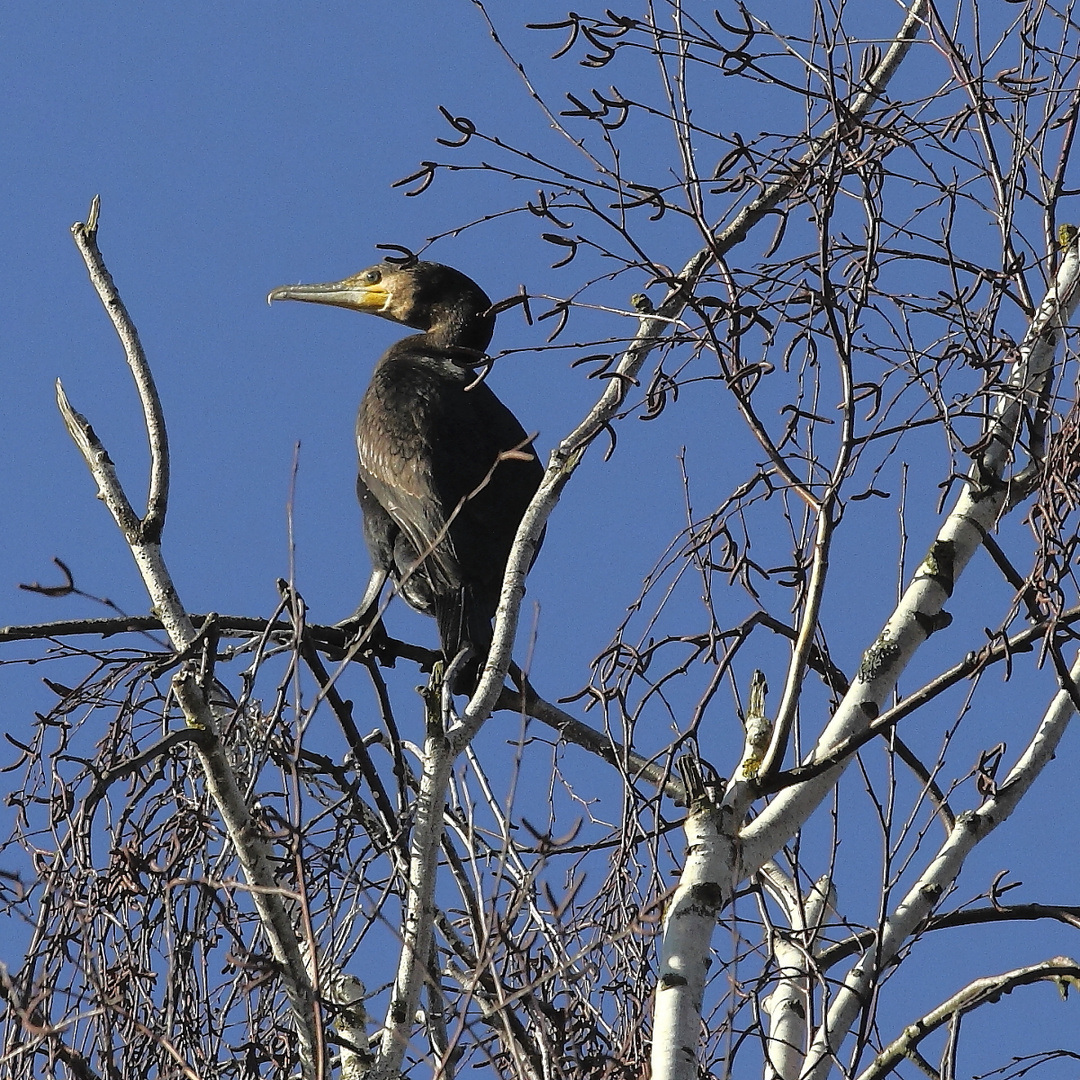 Kormoran (Phalacrocoracidae)