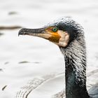 Kormoran (Phalacrocoracidae)