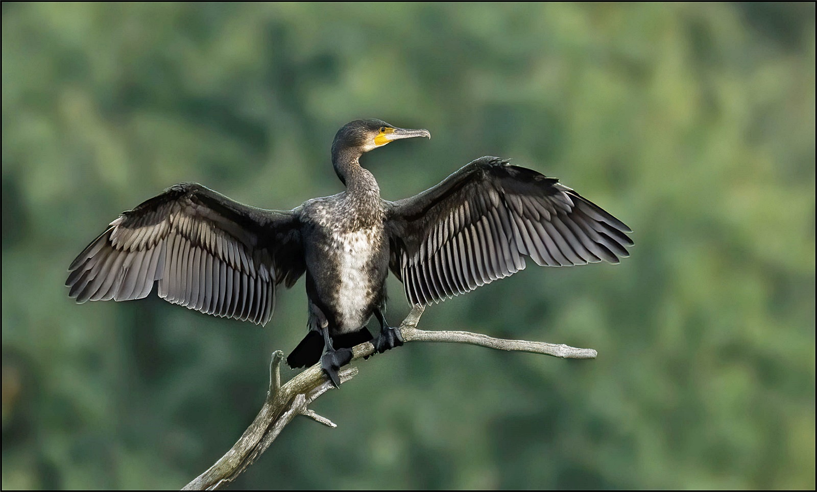 Kormoran (Phalacrocoracidae )