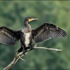 Kormoran (Phalacrocoracidae )