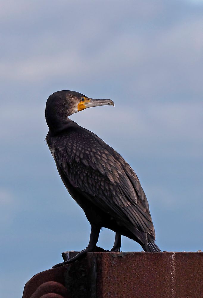 Kormoran (Phalacrocoracidae)