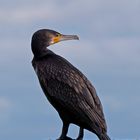 Kormoran (Phalacrocoracidae)