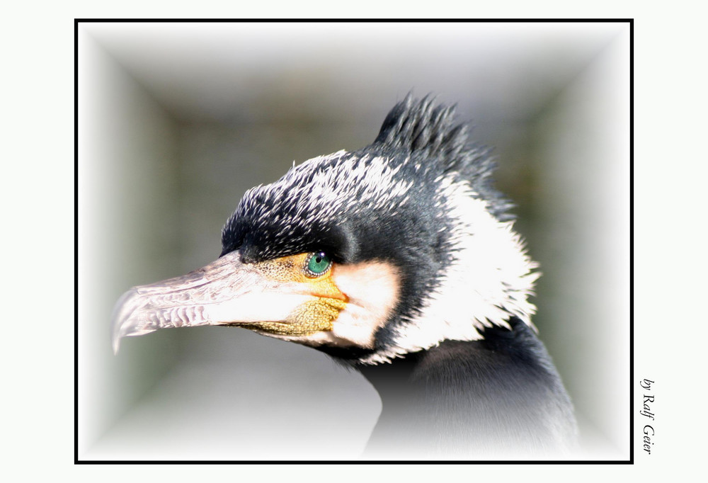 Kormoran (Phalacrocorax)