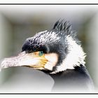 Kormoran (Phalacrocorax)