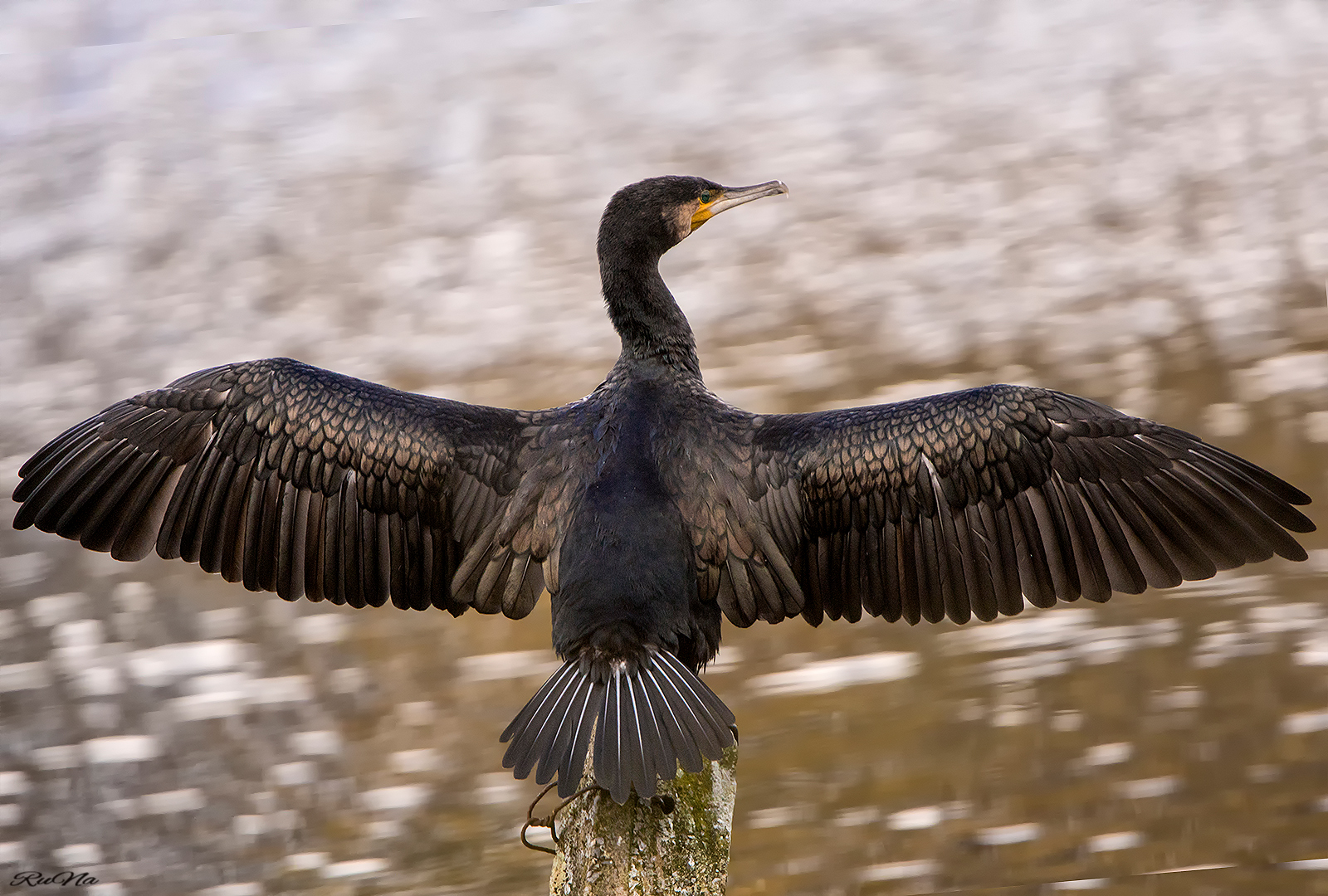 Kormoran - Phalacrocorax carbo