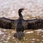 Kormoran - Phalacrocorax carbo