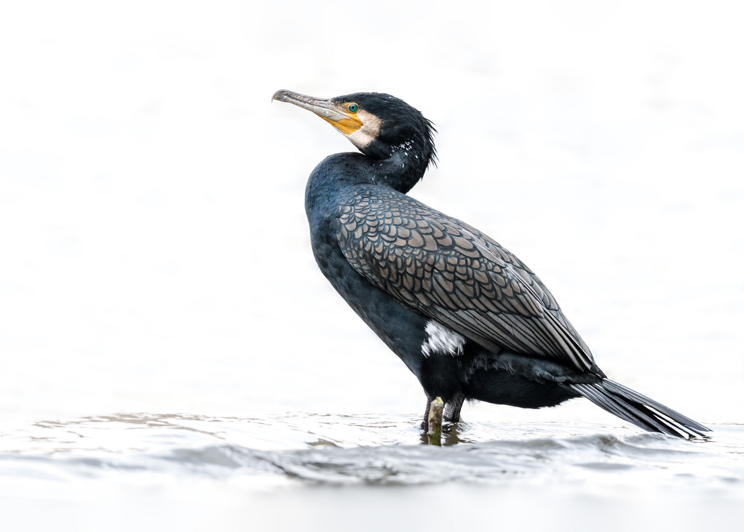 Kormoran (Phalacrocorax carbo)