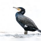 Kormoran (Phalacrocorax carbo)