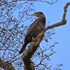 Kormoran (Phalacrocorax carbo)