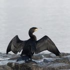 Kormoran (Phalacrocorax carbo)