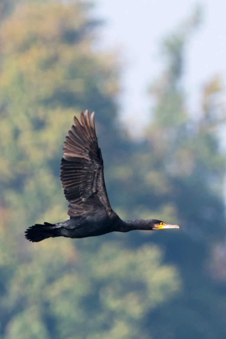 Kormoran (Phalacrocorax carbo)