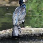 Kormoran (Phalacrocorax carbo)